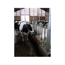 Rohrventil-Becken Suevia heizbar, für Rinder geeignet
