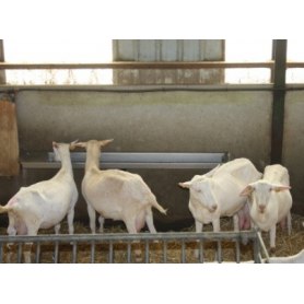 Suevia Tränkebecke mit Schwimmerventil Mod. 6155 für Ziegen und Schafe