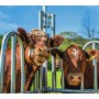 Futterraufe auch für Rinder mit Hörnern geeignet