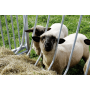 Patura Viereckraufe für Schafe 373513