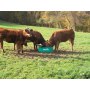 Mineralstoff Fütterung Kühe, Rinder
